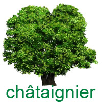 chataignier.jpg