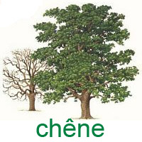 chene.jpg