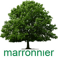 marronnier.jpg