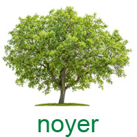 noyer.jpg