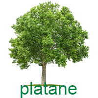 platana.jpg