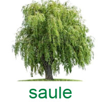 saule.jpg