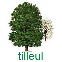 tilleul.jpg